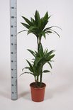 Intraplant Kamerplanten Doorsnede pot 21 cm en hoogte 110 cm, 60-30-15 stam Intraplant Kamerplanten Doorsnede pot 21 cm en hoogte 110 cm, 60-30-15 stam