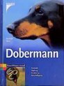 Dobermann