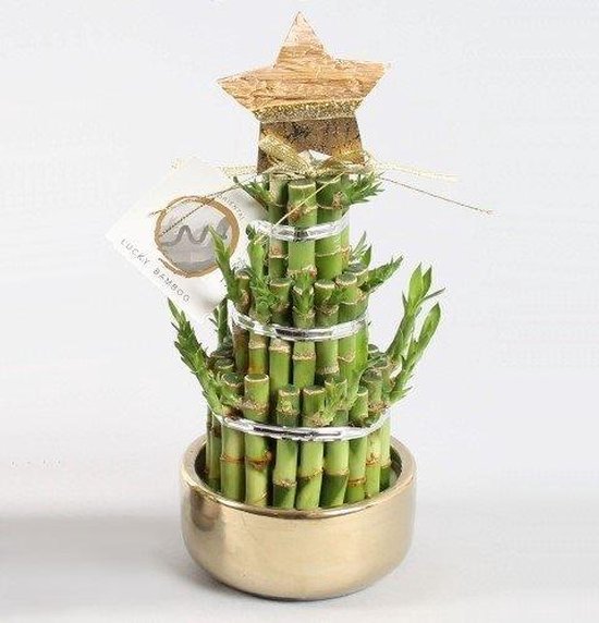 Lucky Bamboo Dracaena sanderiana (Goud), Hoogte 18 CM, Pot 10 CM | bol.com