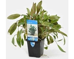 Moerings Cryptocoryne Wendtii Groen | Waterkelk | in 5 cm pot