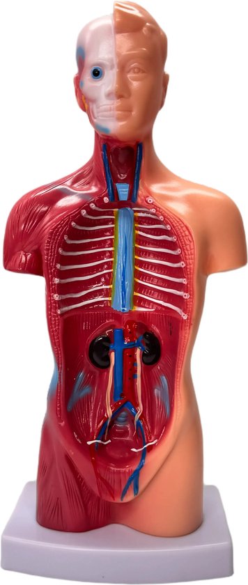 Menselijk Torso Model 28 cm - Anatomie Afneembare Interne Organen Skelet Model - 15-delig
