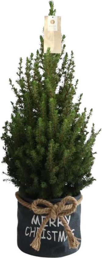 Trendyplants - Kerstboom in blauwe Xmas zak - Picea glauca Conica - Winterhard - Hoogte 60-80 cm - Potmaat Ø19cm