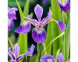 Moerings Iris Versicolor | Amerikaanse Iris | In 9CM pot