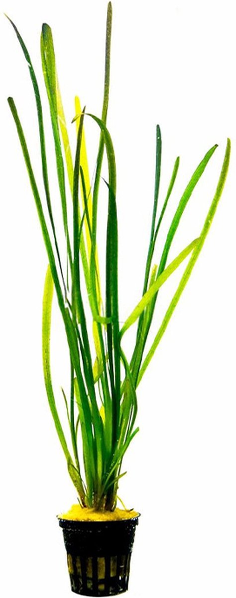 Aquaflora Vallisneria Spiralis Leopard | Rechte Vallisneria | In Bos met Loodje