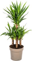 Lys Palmier, Plante Verte Peu D'entretien, Ambiances Tropicales, Yucca Elephantipes Ø30cm - 90-100cm