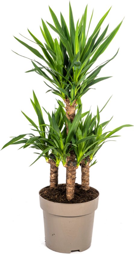 Palmlelie, Onderhoudsvriendelijke Groene Plant, Tropische Sferen, Yucca Elephantipes Ø30cm - 90-100cm