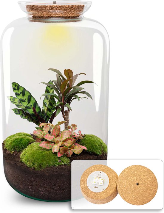 Sven XL Palm - DIY Planten terrarium - Ecosysteem plant - Ø 23 cm ↑ 43 cm