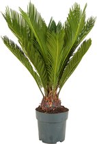 Bloomique - Cycas Revoluta - Sagopalm - Palmvaren - Kamerplanten - Zeer Gemakkelijk te Verzorgen - Hoogte 60-80 cm - Pot 17 cm