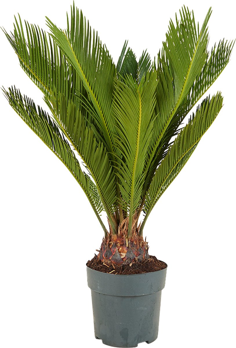 Bloomique - Cycas Revoluta - Vredespalm - Sagopalm - Palmvaren - Kamerplanten - Zeer Gemakkelijk te Verzorgen - 60-80 cm Hoog - Pot 17 cm