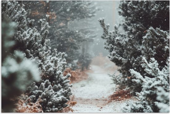 Poster 30x20 cm - Bos - Winter - Bomen - Natuur - Pad - Sneeuw - Posters - Kamer decoratie - Wanddecoratie woonkamer - Muurdecoratie slaapkamer