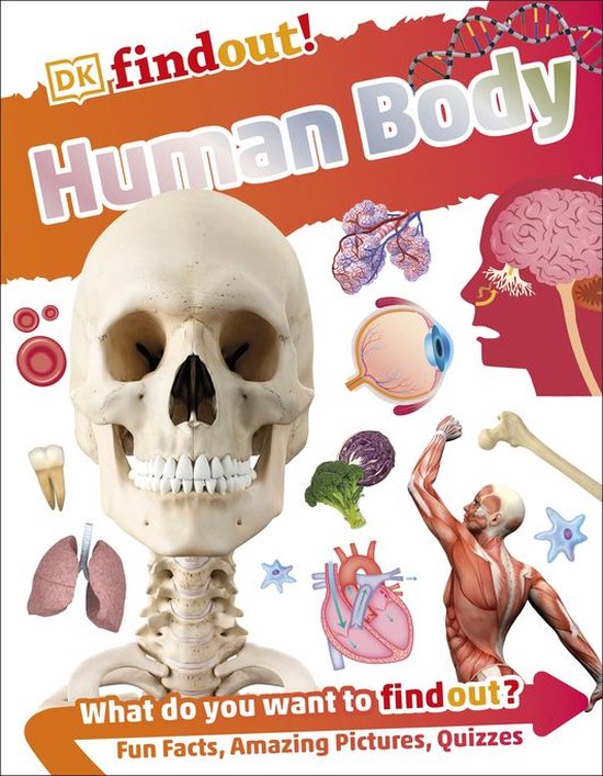DKfindout! - DKfindout! Human Body - cover