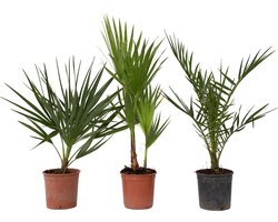 Plant in a Box - Buiten Palmbomen Mix - Mix van 3 planten - Pot 15cm - Hoogte 50-70cm