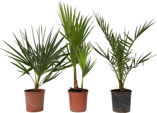 Buiten Palmbomen Mix - Mix van 3 planten - Pot 15cm - Hoogte 50-70cm