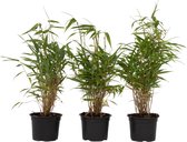 Plant in a Box - Set van 3 Fargesia Rufa - Niet woekerende bamboe winterhard - Groen - Pot 13cm - Hoogte 25-40cm