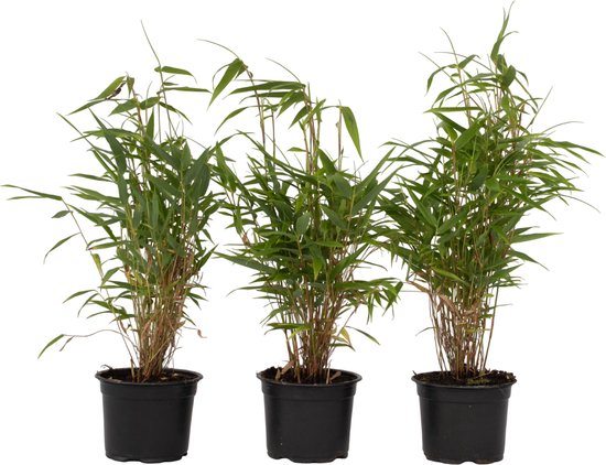 Plant in a Box - Set de 3 Fargesia Rufa - Bambou non invasif - Pot ⌀ 13cm - Hauteur ↕ 30-40cm