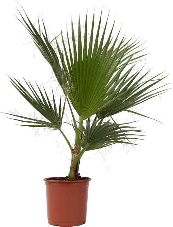 Mexicaanse waaierpalm in een bruine plastic pot op witte achtergrond.