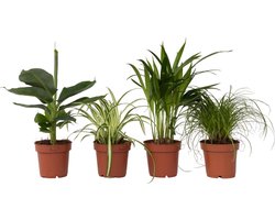 Plant in a Box - Mix van 4 diervriendelijke planten - Luchtzuiverende groene kamerplanten - Pot 12cm - Hoogte 20-40cm