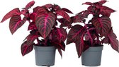 Plant in a Box - Iresine Herbstii 'Red' - Set de 2 - Beefsteak Plant Red - Plante d'intérieur - Pot 13cm - Hauteur 30-40cm