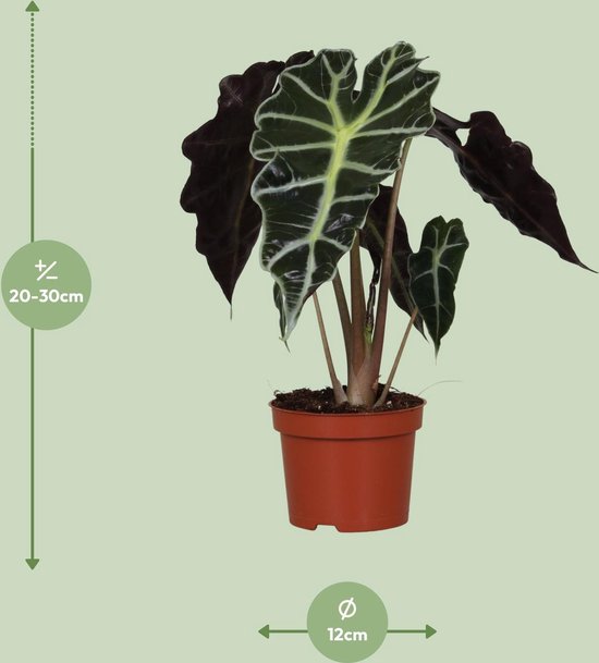 Olifantenoor, Groene Plant, Tropisch, Karakteristiek blad, Alocasia Polly - Ø12cm - 30cm