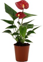 Kamerplant van Botanicly – Flamingoplant – Hoogte: 15 cm – Anthurium andreanum Micra