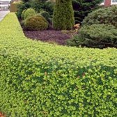 4 x Ilex crenata 'Dark Green' - Japanse Hulst in C2 pot met hoogte 10-20cm