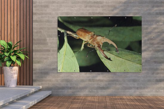 Bruin vliegend hert op groene bladeren, aan een betonnen muur.