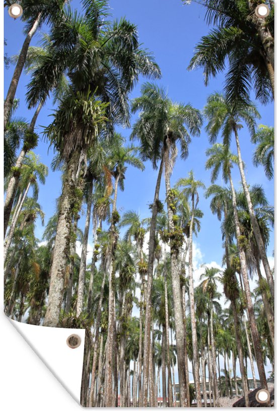 Palmbomen in de Palmentuin in Paramaribo, Suriname