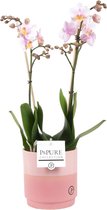 FloriaFor - Phalaenopsis 2 Tak Roze In Pot Juliette - Vers Van De Kweker - ↨ 45cm - ⌀ 12cm