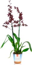 Cambria Odontoglossum 'Stirbic' - Orchidee Paars wit - Bloeiende kamerplant - Orchidee plant - ↑60-65cm - Ø12cm