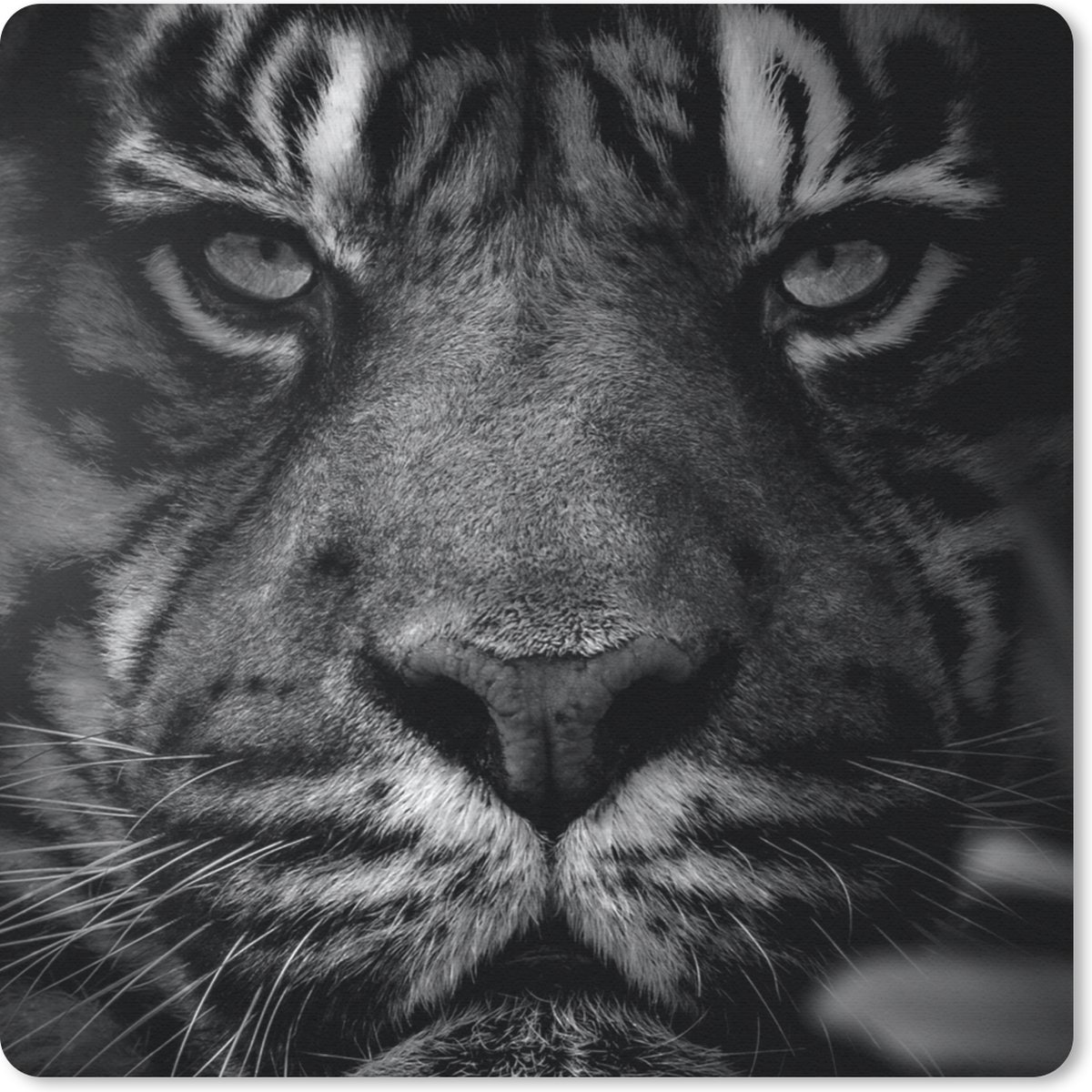 Muismat 30x30 cm - Mousepad Jungle - Tijger - Wilde dieren - Zwart - Wit - Muismatten