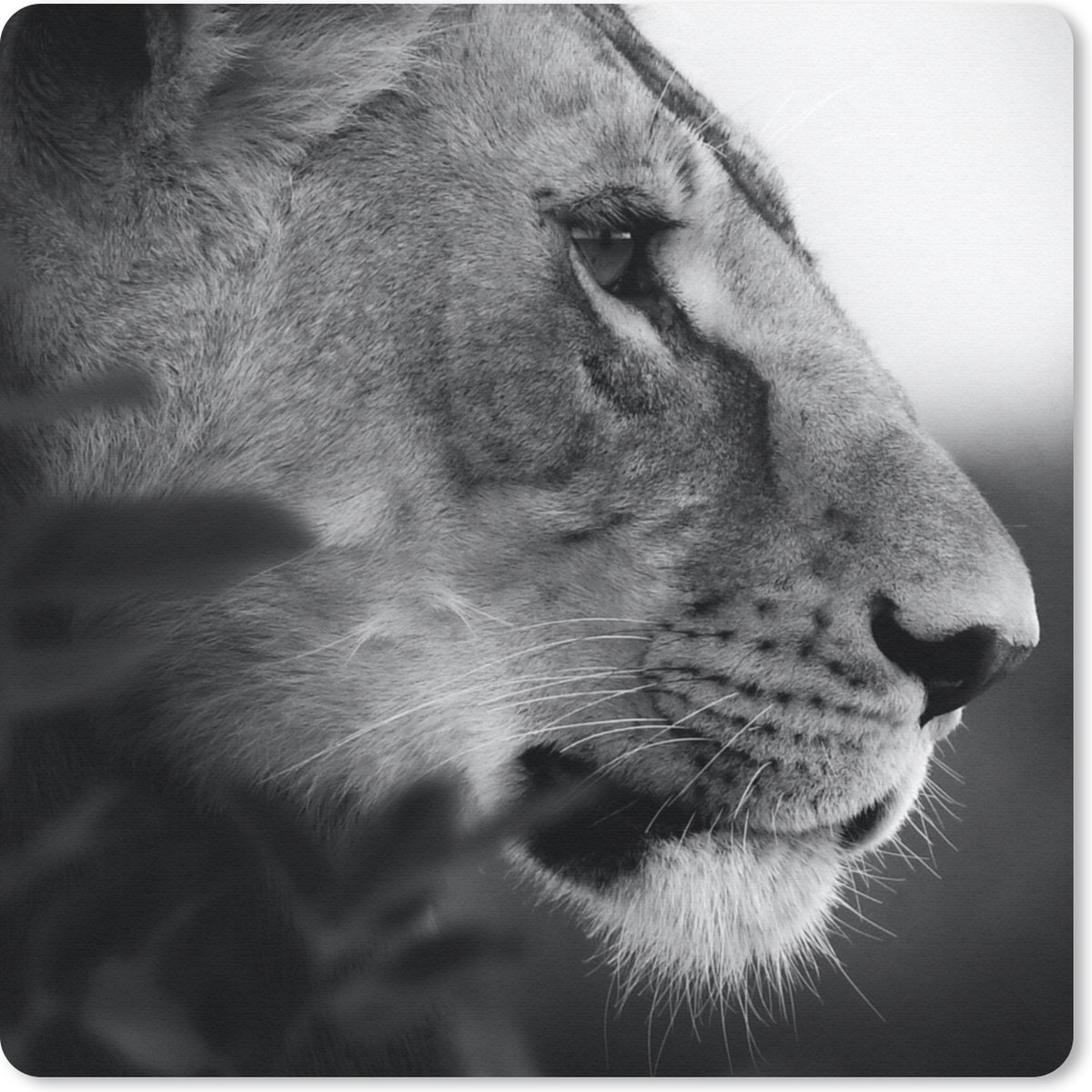 Muismat 30x30 cm - Mousepad Leeuw - Wilde dieren - Jungle - Zwart - Wit - Muismatten