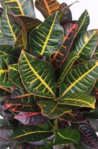 Kamerplant van Botanicly – Croton – Hoogte: 75 cm – Codiaeum Petra