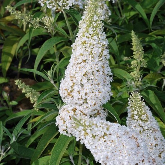 12 x Buddleja davidii ' White Profusion' - Arbre aux papillons en pot C2 d'une hauteur de 20-40cm
