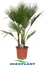 Kamerplant van Botanicly – Mexicaanse Waaierpalm – Hoogte: 120 cm – Washingtonia Filifera