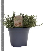 Kruid van Botanicly – Thymus Silver Queen – Hoogte: 20 cm