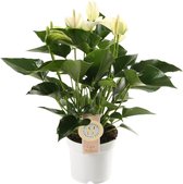 Anthurium White Champion ↨ 40cm - hoge kwaliteit planten