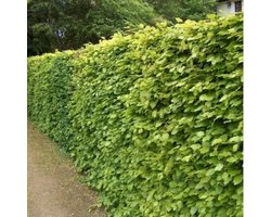 10 x Groene Beukenhaag - Bladhoudende Haagplant - Fagus sylvatica hoogte 40-60cm (Blote Wortel)