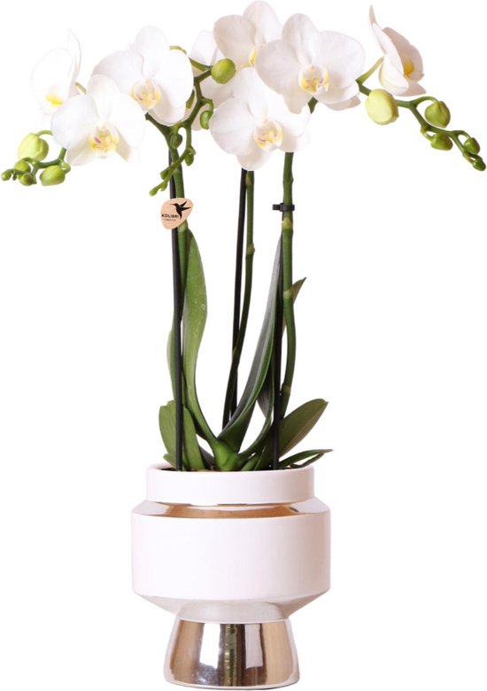 Orchidées Colibri | Orchidée Phalaenopsis Witte – Amabilis + Le Chic pot décoratif argent – ​​taille du pot Ø9cm – 40cm de haut | plante d'intérieur fleurie en pot de fleurs - fraîche du producteur