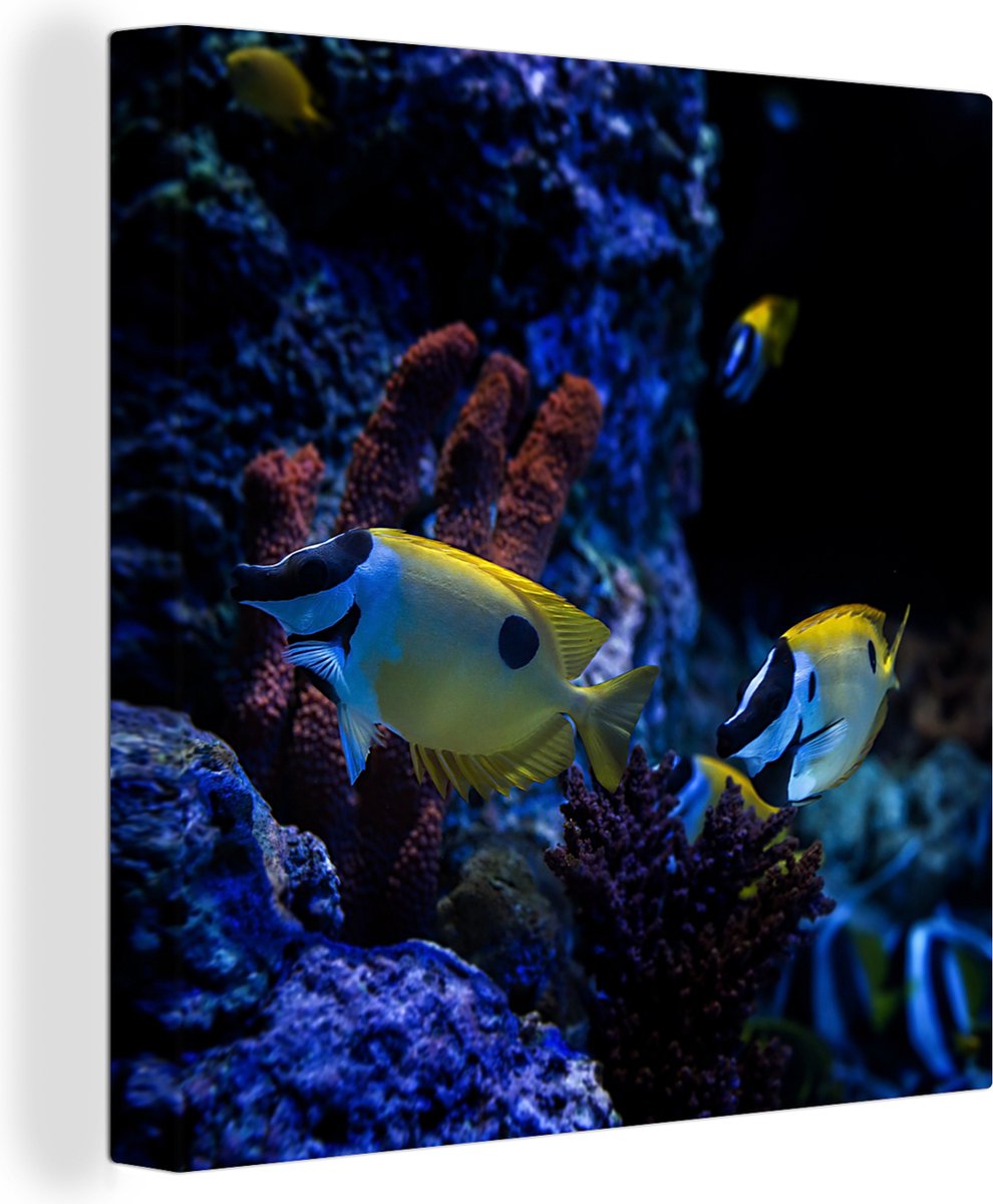 Canvas Schilderij Aquariumvissen in een aquarium in Singapore. - 20x20 cm - Wanddecoratie