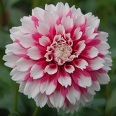 Dahlia Fuzzy Wuzzy | 1 stuk | Fimbriata Dahlia | Knol | Roze | Wit | Dahlia Knollen van Top Kwaliteit | 100% Bloeigarantie | QFB Gardening