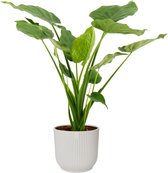 Hellogreen Kamerplant - Alocasia Cucullata - 70 cm - ELHO Vibes Wit