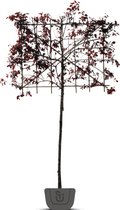 Leisierpruim | Prunus cerasifera Nigra | Stamomtrek: 4-6 cm | Stamhoogte: 170 cm | Rek: 120 cm