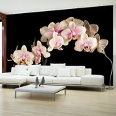 Fotobehang - Blooming orchidee.
