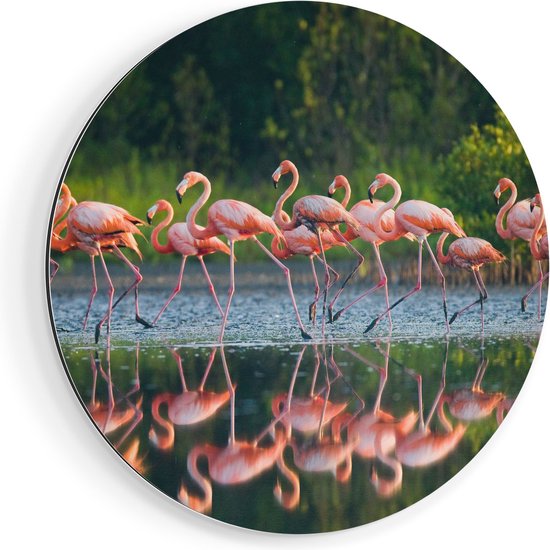 Artaza Dibond Muurcirkel Kudde Flamingo's op het Water - Ø 80 cm - Groot - Wandcirkel - Rond Schilderij - Voor Binnen en Buiten