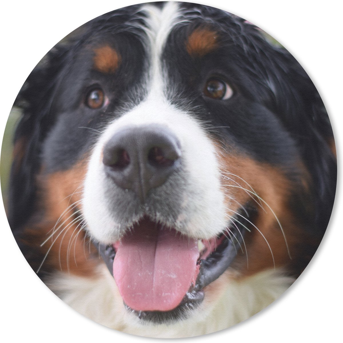 Muismat rond 20x20 cm - Mousepad Vooraanzicht van het hoofd van de Berner Sennenhond - Ronde muismatten