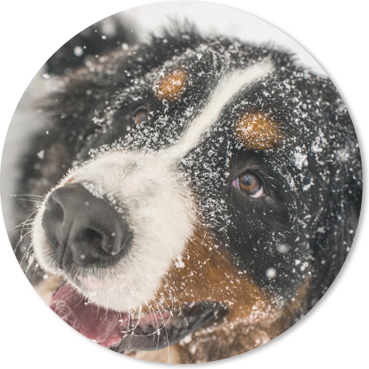 Muismat rond 20x20 cm - Mousepad Een Berner Sennenhond onder het sneeuw - Ronde muismatten