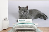 Behang - Fotobehang Britse korthaar kitten - Breedte 405 cm x hoogte 260 cm