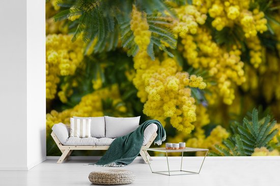 Papier peint photo en vinyle - Fleurs de mimosa jaune largeur 450 cm x hauteur 300 cm - Tirage photo sur papier peint (disponible en 7 tailles)