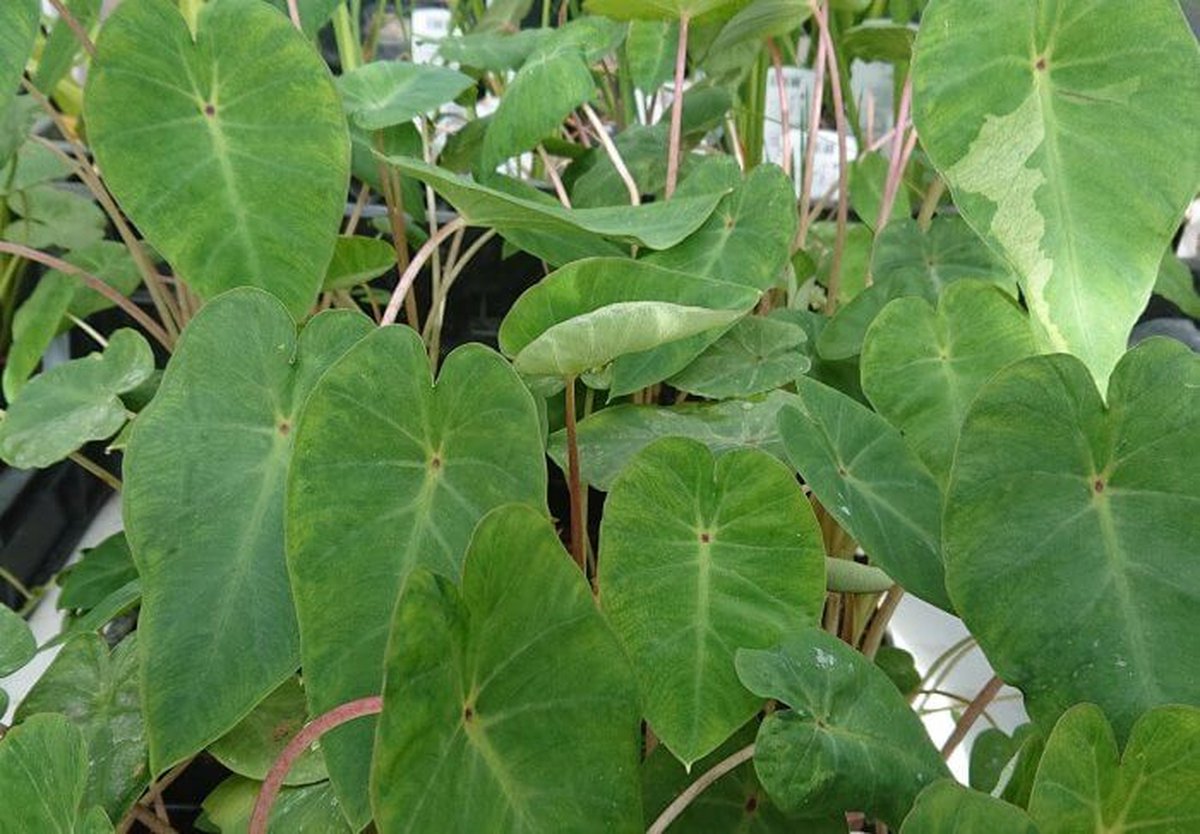 Groene taro (Colocasia esculenta) - Vijverplant - 3 losse planten - Om zelf op te potten - Vijverplanten webshop