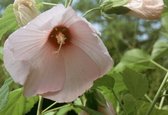 Moeras Hibiscus (Hibiscus palustris) - Vijverplant - 3 losse planten - Om zelf op te potten - Vijverplanten webshop